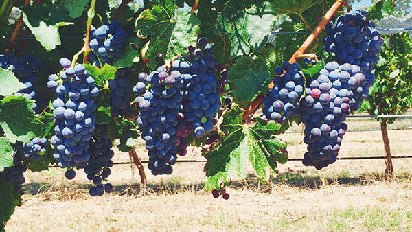 It's almost Vintage 2016 at Grace Farm