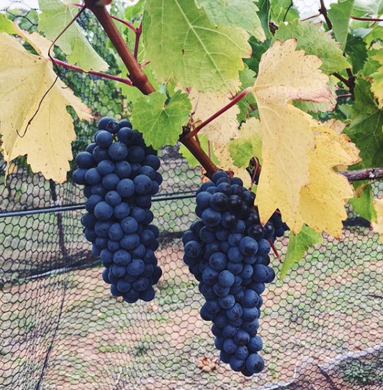 Reserve Cabernet Sauvignon