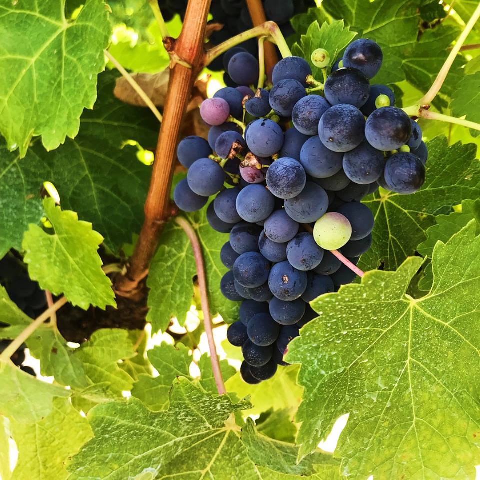 Cabernet Sauvignon