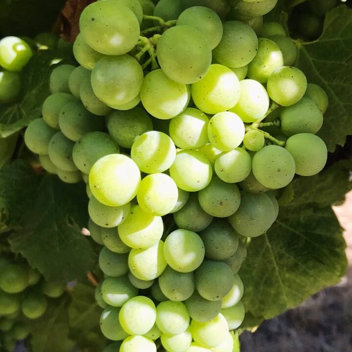 Sauvignon Blanc Semillon